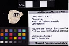 Foto (Objket + Etiketten) von Pithonoton sp. 